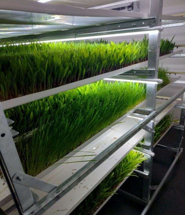 Hydroponic fodder growing on multi-level racks