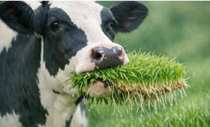 Cows feeding on fresh hydroponic fodder