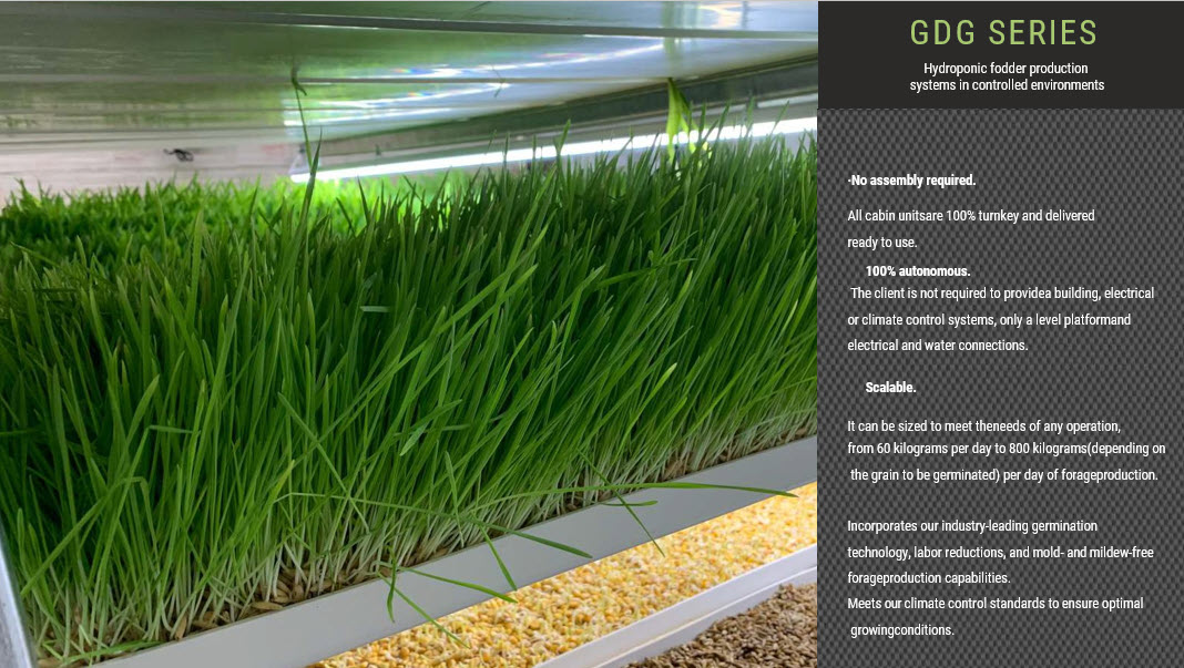Horse fodder trays in growth cycle