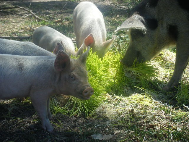 Piglets feeding at a trough with fodder mixed in bedding