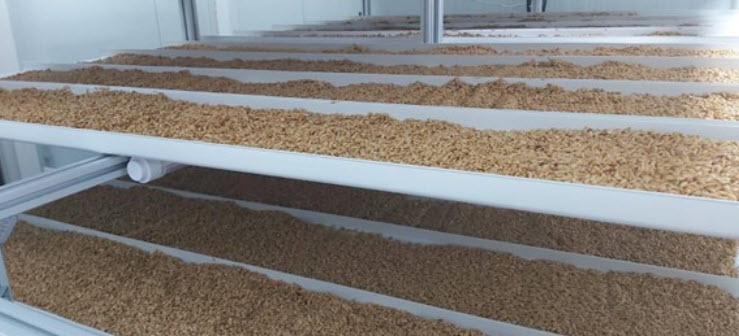 Hydroponic Pig Fodder