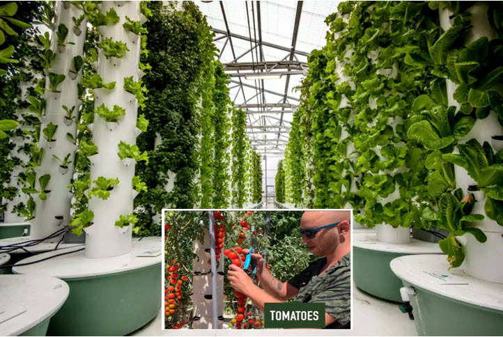 Row of vertical grow towers with lettuce and tomatoes