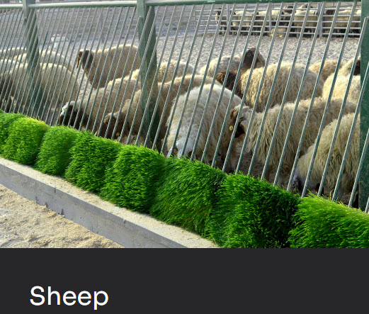 Sheep herd eating fresh hydroponic fodder
