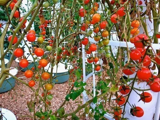 Above ground vertical growing system
