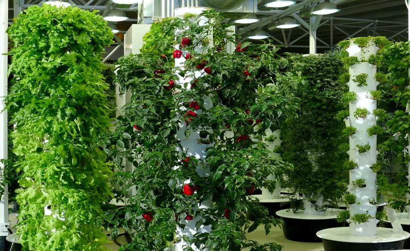 Vertical grow towers producing lettuce, tomatoes and herbs